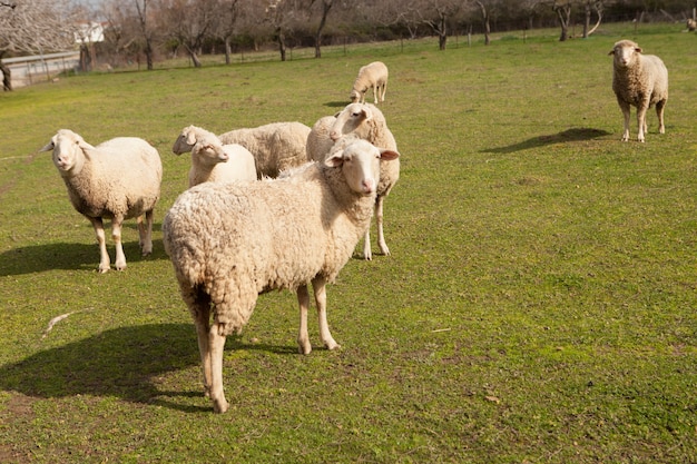 Moutons broutant dans le pré avec de l&#39;herbe verte