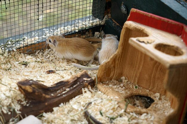 Photo moutons en cage