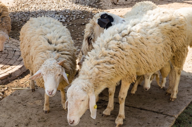 Moutons en cage