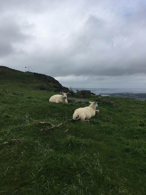 Photo des moutons sur le champ contre le ciel