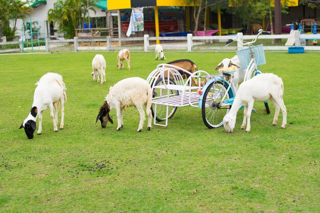 moutons sur le champ d&#39;herbe avec bickcycle