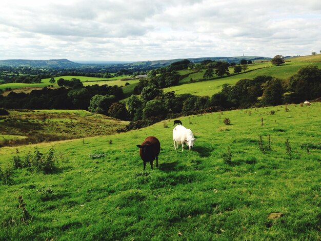 Photo des moutons sur un champ herbeux contre un ciel nuageux