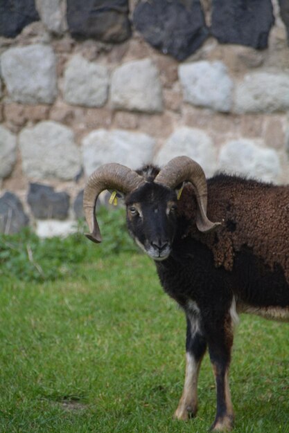 Des moutons sur un champ herbeux