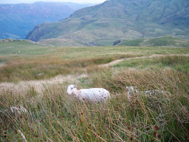 Des moutons sur le champ près des montagnes contre le ciel