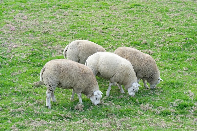 Moutons sur le champ vert