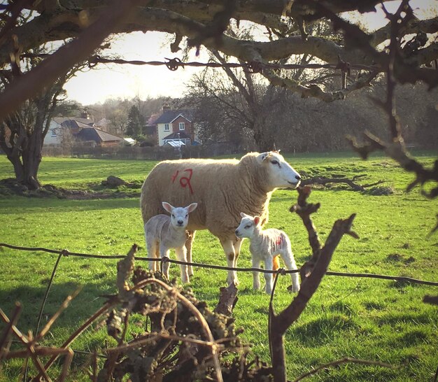 Photo des moutons sur le champ