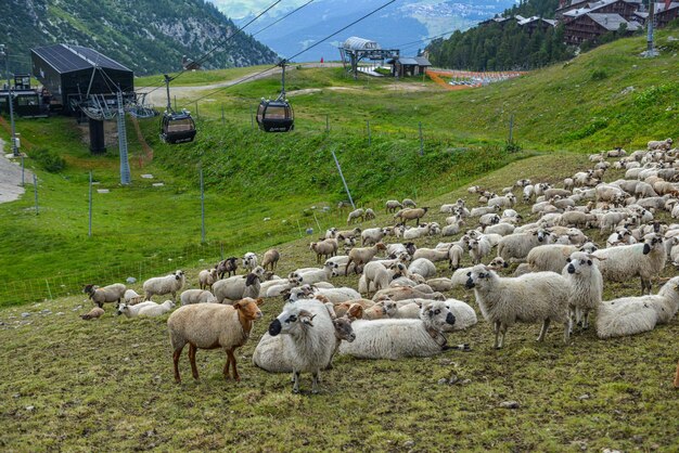 Photo des moutons sur le champ