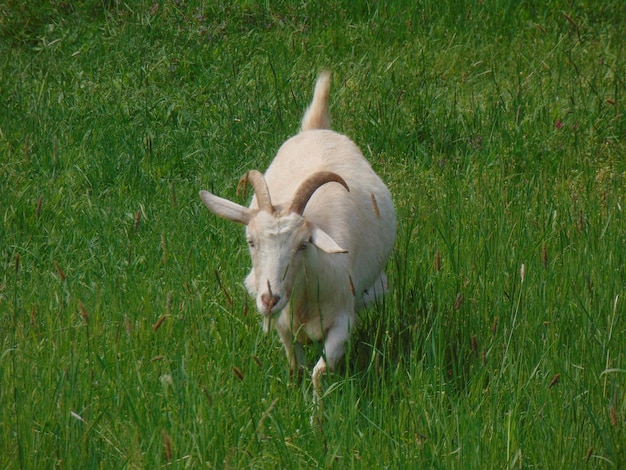 Photo des moutons sur le champ.