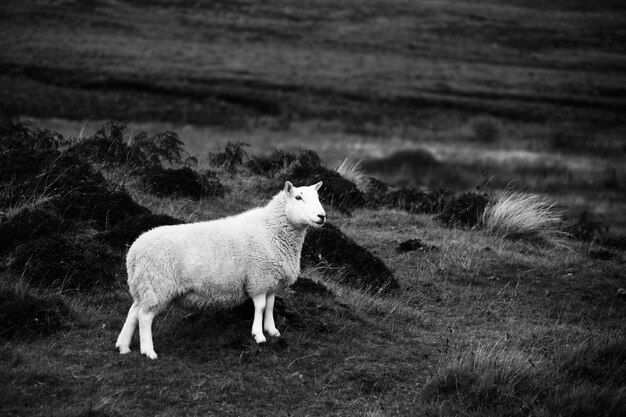 Photo des moutons sur le champ