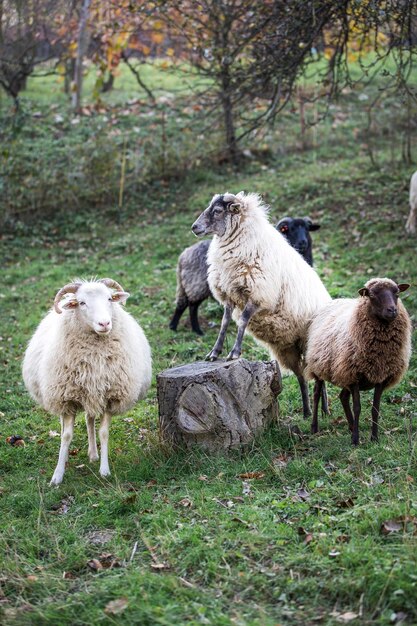 Photo des moutons sur le champ