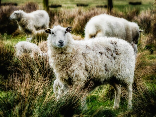 Photo des moutons sur le champ