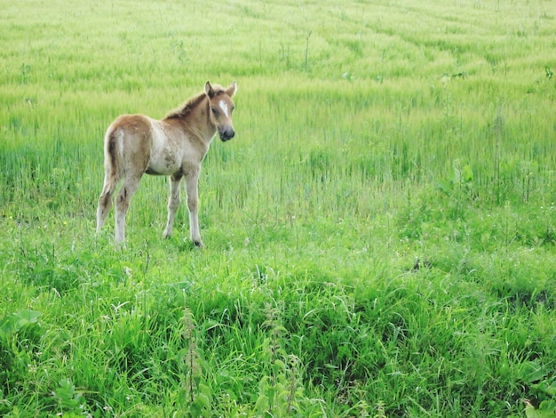 Photo des moutons sur le champ