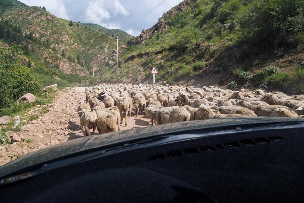 Moutons sur un chemin de terre dans les montagnes bloquant la vue depuis l'intérieur de la voiture