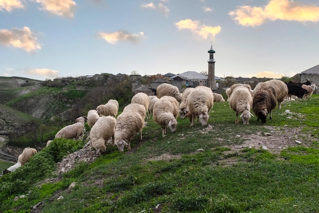 Moutons et chèvres dans les pâturages sur le fond de la mosquée dans le village de Verkhniy Karanay Daghestan Russie