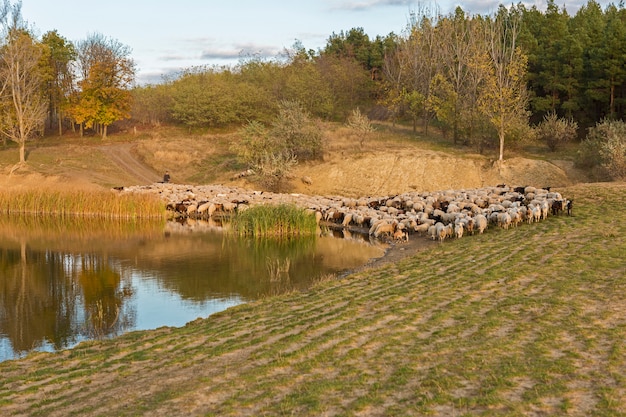 Les moutons et les chèvres paissent sur l'herbe au printemps