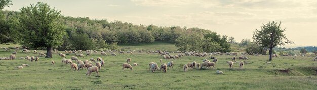 Moutons et chèvres paissent sur l'herbe verte au printemps Panorama tonique