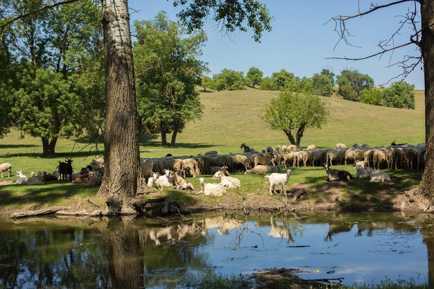 Les moutons et les chèvres paissent sur l'herbe verte au printemps