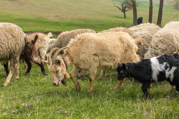 Les moutons et les chèvres paissent sur l'herbe verte au printemps