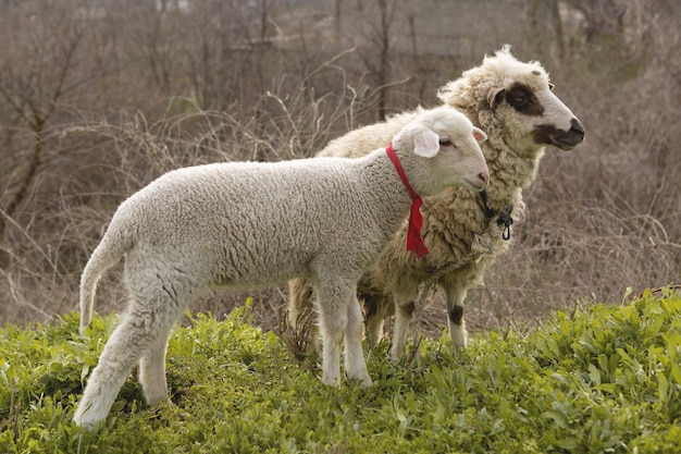 Les moutons et les chèvres paissent sur l'herbe verte au printemps