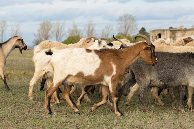 Les moutons et les chèvres paissent sur l'herbe verte au printemps