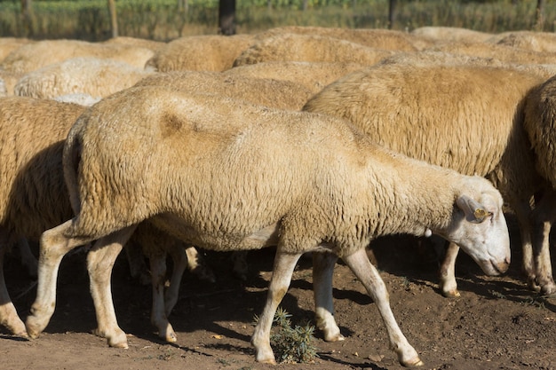 Les moutons et les chèvres paissent sur l'herbe verte au printemps