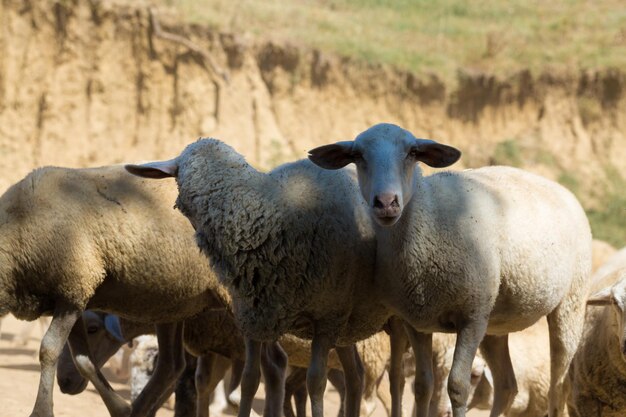 Les moutons et les chèvres paissent sur l'herbe verte au printemps