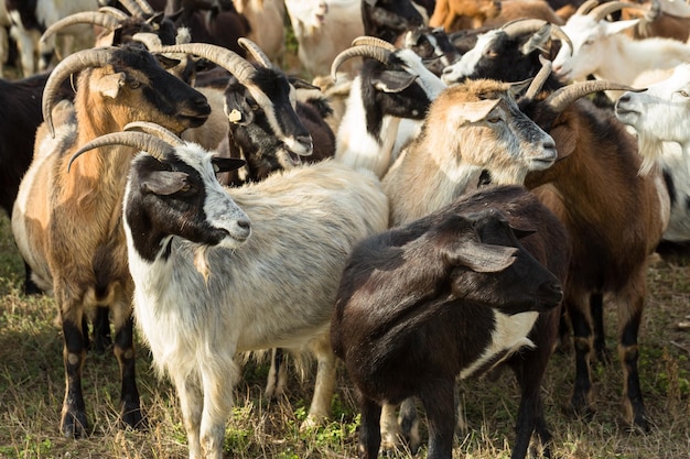 Les moutons et les chèvres paissent sur l'herbe verte au printemps