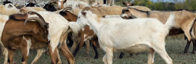 Les moutons et les chèvres paissent sur l'herbe verte au printemps