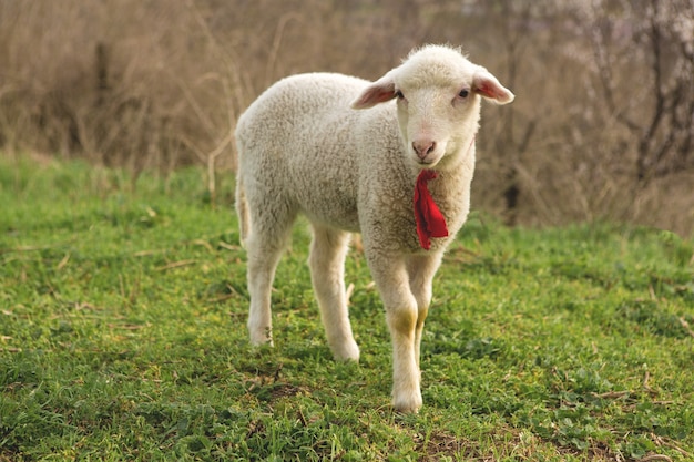 Les moutons et les chèvres paissent sur l'herbe verte au printemps.