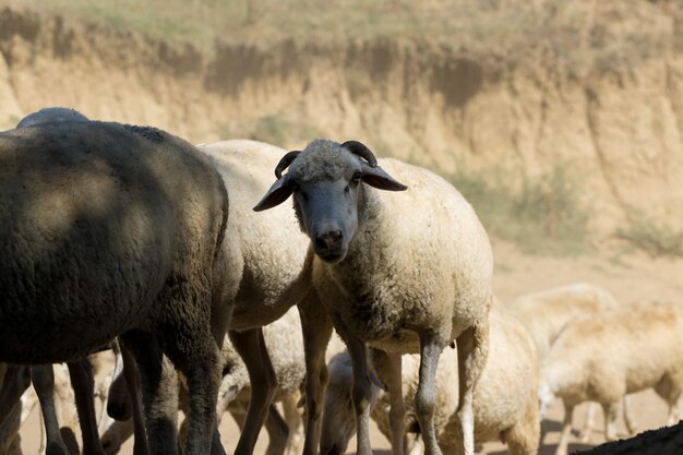 Les moutons et les chèvres paissent sur l'herbe verte au printemps