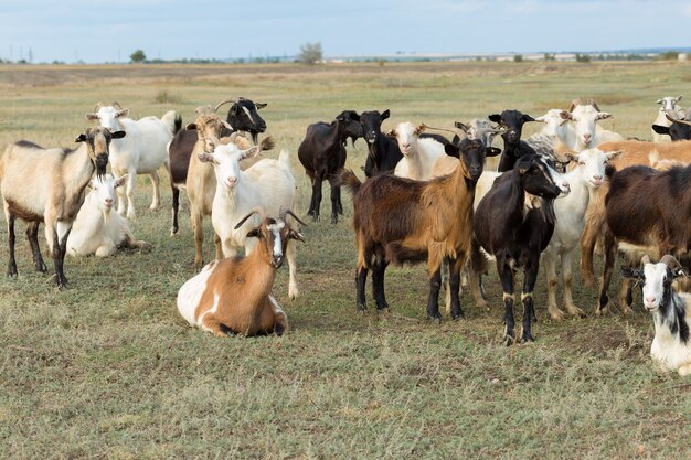 Les moutons et les chèvres paissent sur l'herbe verte au printemps