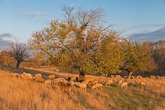 Les moutons et les chèvres paissent sur l'herbe verte au printemps