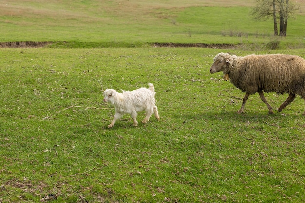 Les moutons et les chèvres paissent sur l'herbe verte au printemps