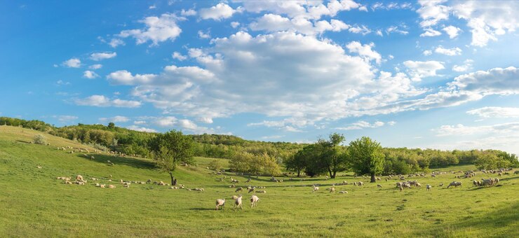 Photo les moutons et les chèvres paissent sur l'herbe verte au printemps