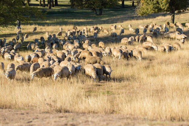 Moutons et chèvres paissent sur l'herbe verte au printempsx9