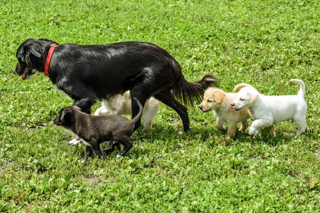 Photo des moutons et un chien sur un champ herbeux