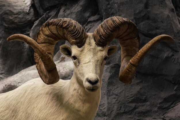 moutons à corne