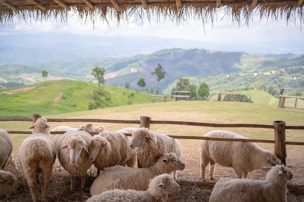 Moutons dans le champ sur la montagne