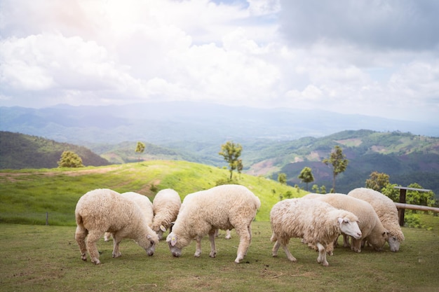 Moutons dans le champ sur la montagne