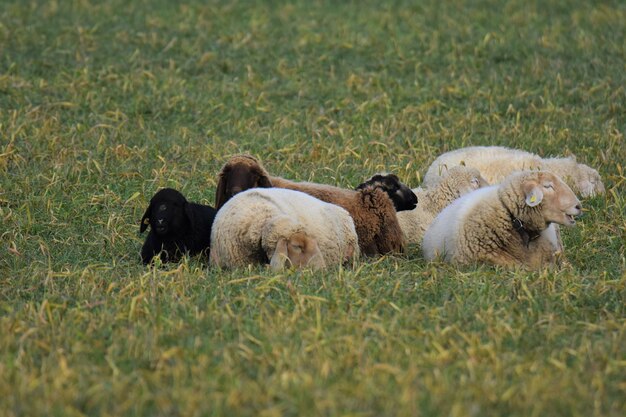 Photo des moutons dans un champ