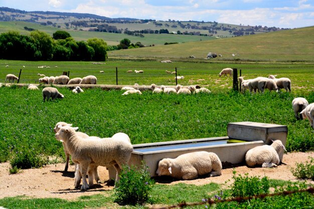 Photo des moutons dans un champ