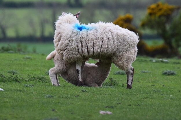 Photo des moutons dans un champ