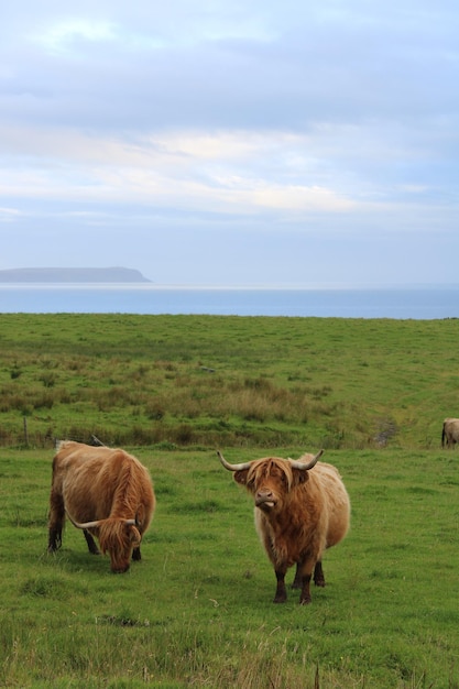 Photo des moutons dans un champ