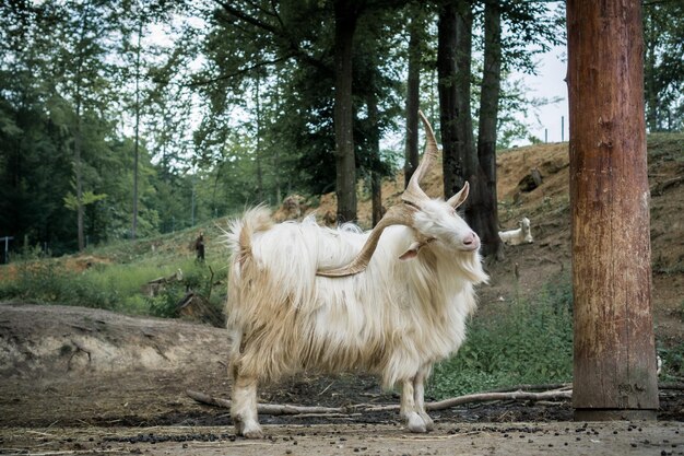 Photo des moutons dans un champ