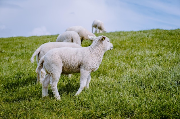 Photo des moutons dans un champ