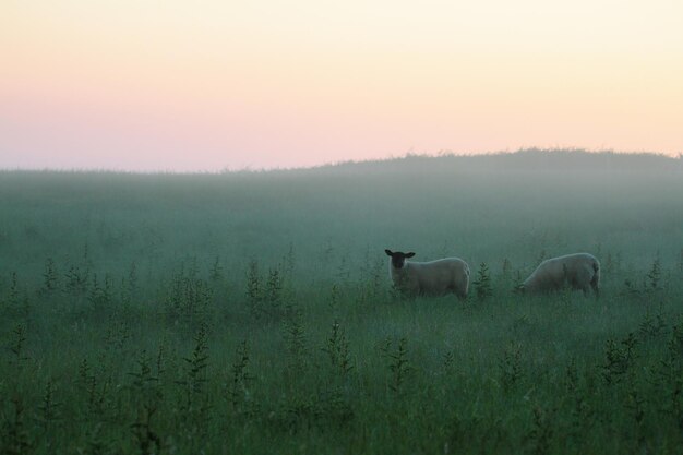 Photo des moutons dans un champ