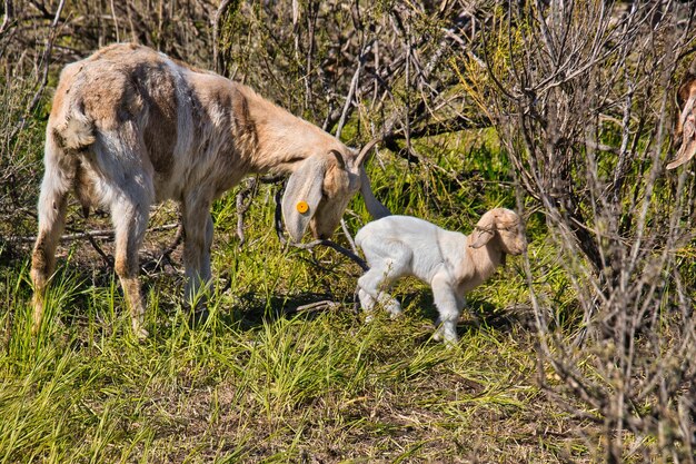 Des moutons dans un champ.