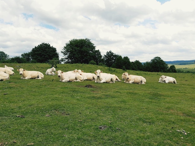 Photo des moutons dans un champ