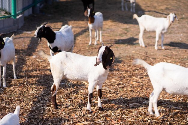 Photo des moutons dans un champ