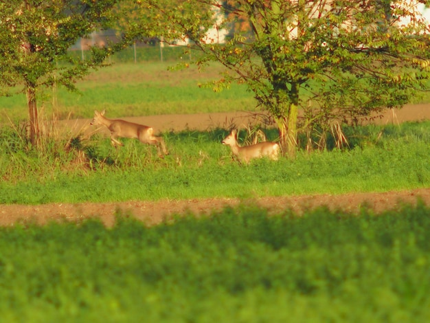 Photo des moutons dans un champ